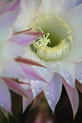 Pink Easter Lily Cactus