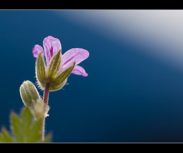 Glowing Pink Beauty