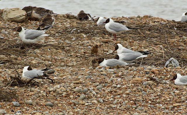 Black-headed Gull with Black-headed Chick 3