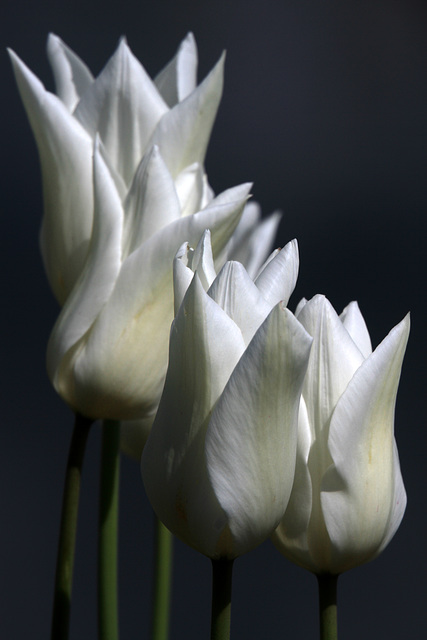 White Tulips