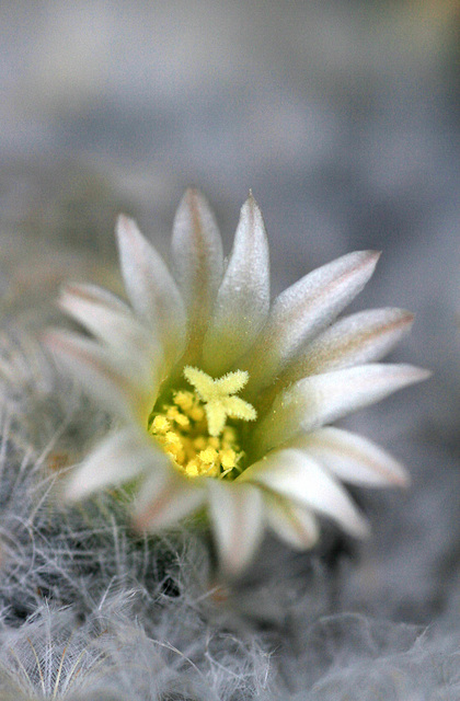 Mammilaria plumosa