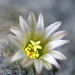 Mammilaria plumosa