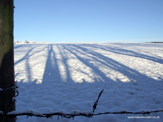 Winter shadows