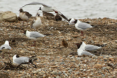 Black-headed Gull with Black-headed Chick 4