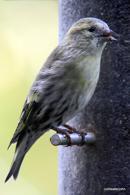 Siskins having breakfast 5110147672 o