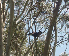 yellow tailed black cockatoo