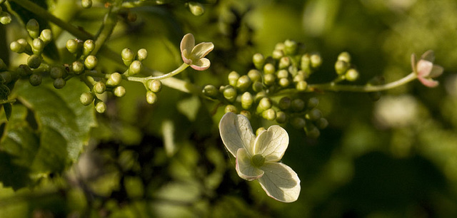 soft evening light