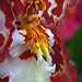 Wilsonara Tigersette