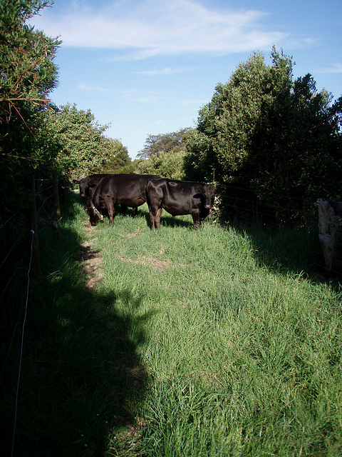 steers in the easement paddock