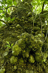 warty trunk