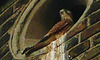 close up of kestrel at the castle