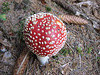 Fliegenpilz (Amanita muscaria var. muscaria)