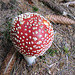 Fliegenpilz (Amanita muscaria var. muscaria)