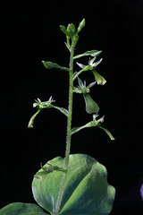 Northwestern Twayblade