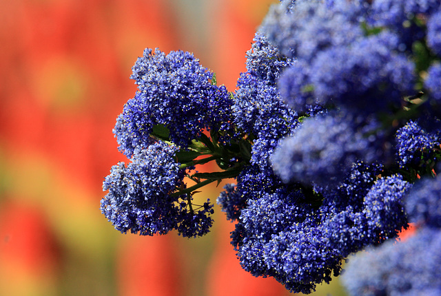 Ceanothus