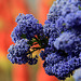 Ceanothus