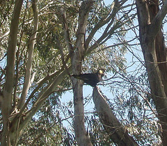 yellow tailed black cockatoo