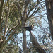 yellow tailed black cockatoo