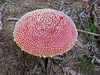 Fliegenpilz (Amanita muscaria var. muscaria)