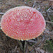 Fliegenpilz (Amanita muscaria var. muscaria)