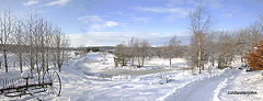 Snowploughed paths again this morning...