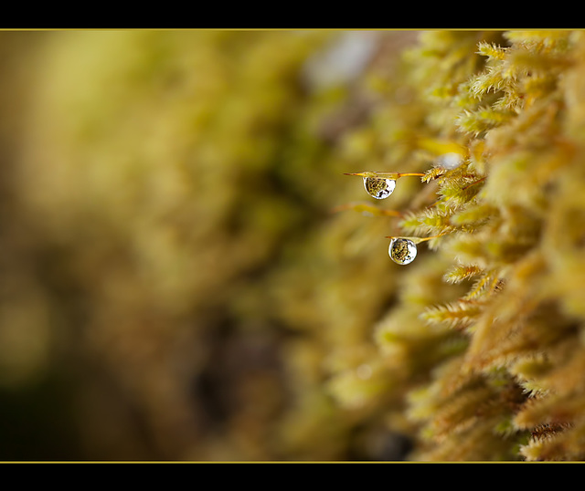 Twin Droplets on Twin Sporophytes