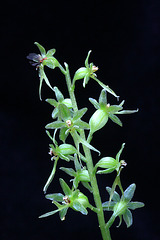 Heart-leaved Twayblade