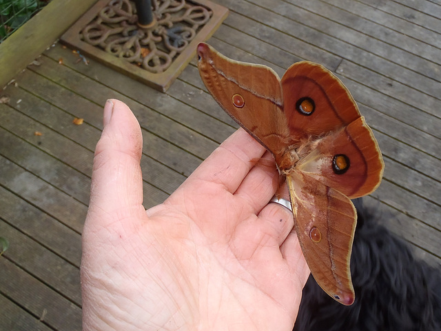 big brown moth