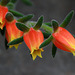 Firecracker Plant (Echeveria 'Set-Oliver')