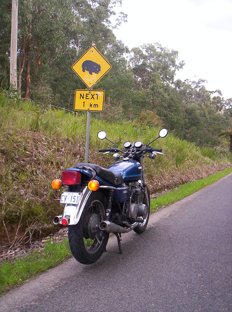 Bluey's first ride in Australia