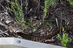 tiger snake at the Prom