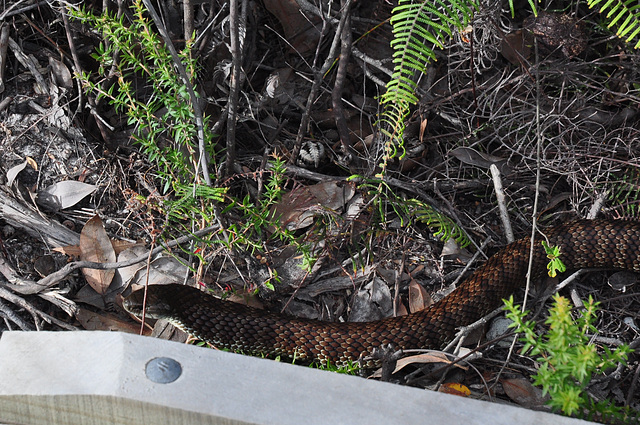 tiger snake at the Prom