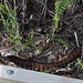 tiger snake at the Prom