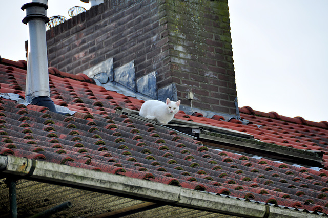 Cat on a roof