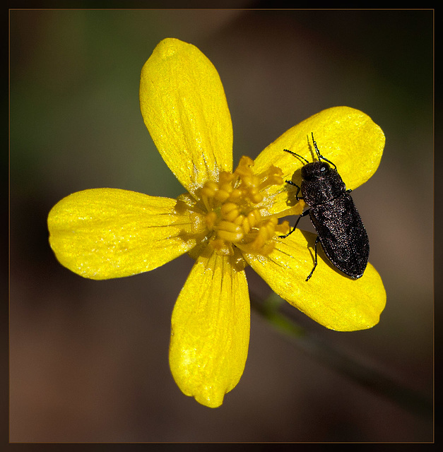 Black Beetle on Buttercup