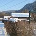 Die Hecke im Winter