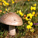 West Sussex mushroom - Amanita Rubescens - POISONOUS