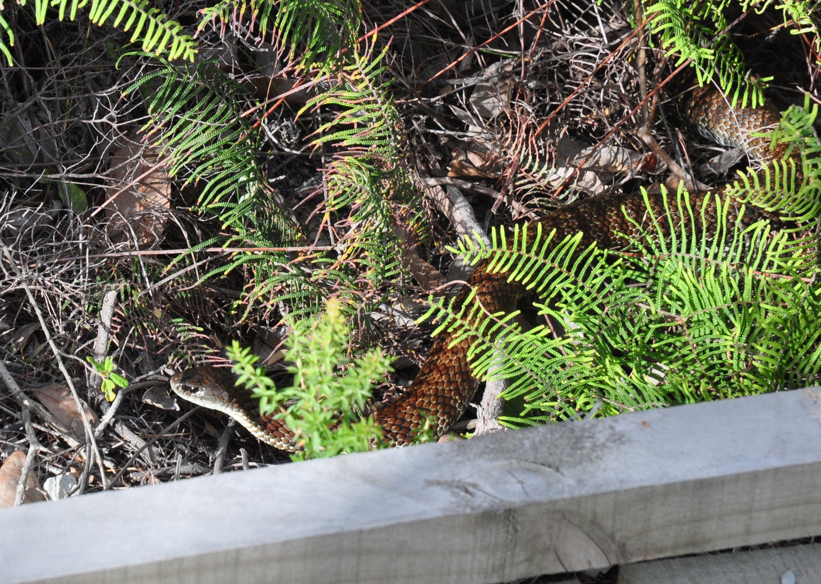 tiger snake at the Prom