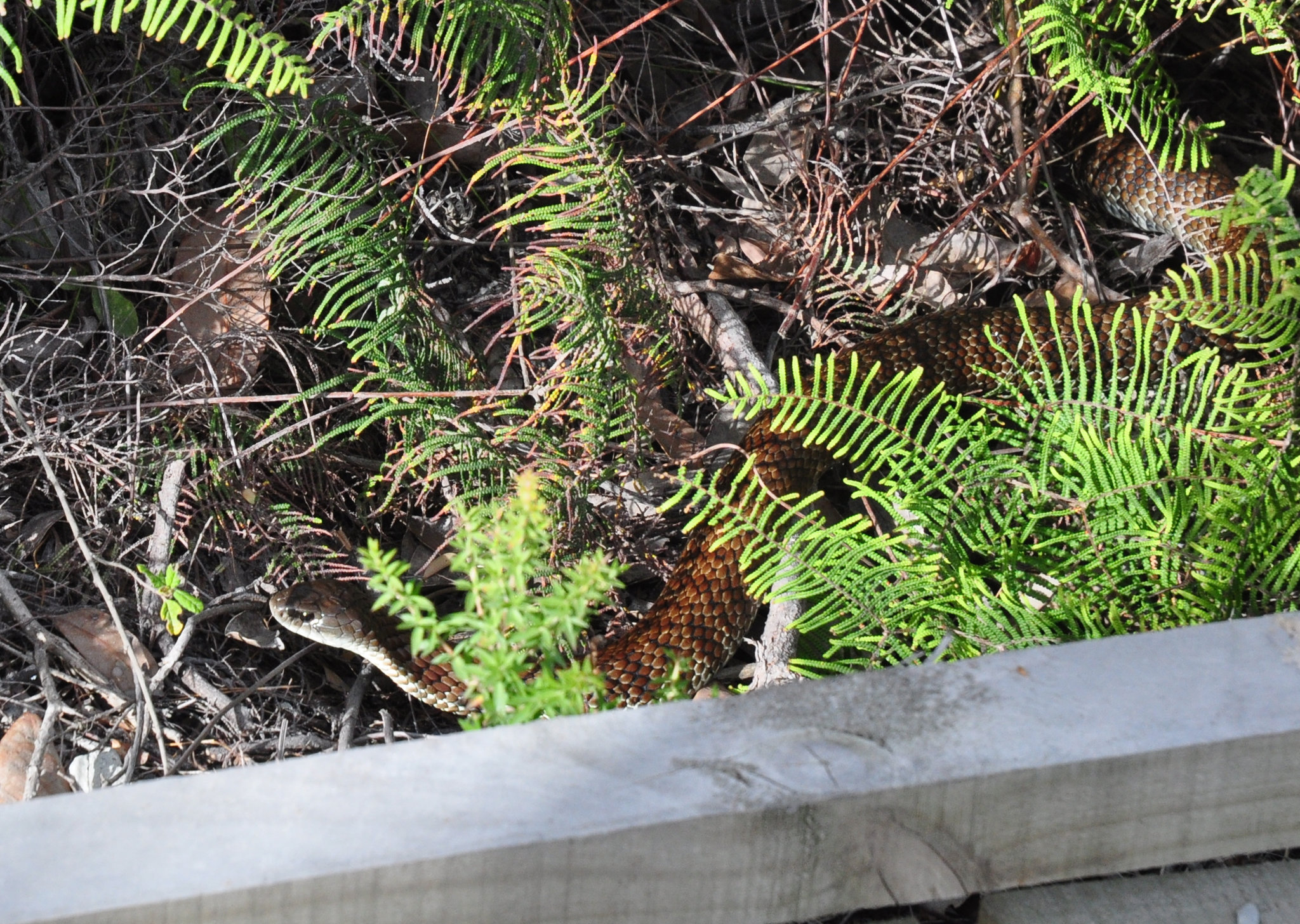 tiger snake at the Prom
