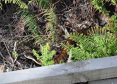 tiger snake at the Prom