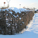 Die Hecke im Winter