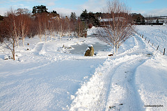 Snowploughed paths again this morning 5234817488 o