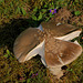 West Sussex Mushrooms - ID: Amanita - POISONOUS