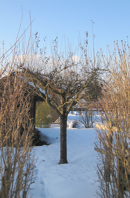 Der Apfelbaum