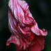 Flowers from the Gaiser Conservatory