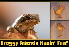 Froggy Friends Havin' Fun!