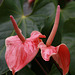 Flowers from the Gaiser Conservatory