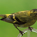 Male Siskin