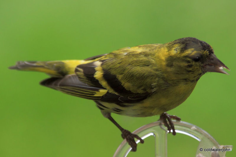 Male Siskin