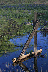 Camas Marsh